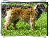 Leonberger, soczysta, trawa