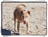 Pies, Pit Bull, Plaża