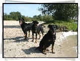 Trzy, czarne, Owczarki francuskie Beaucerony