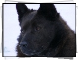 głowa, Schipperke