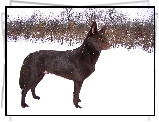 Owczarek australijski - Kelpie