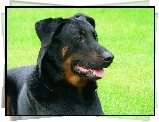 Pysk, Owczarka francuskiego Beaucerona