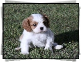 mały, Cavalier King Charles spaniel