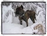 Perro de Presa Canario, Śnieg, Zima