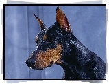 Doberman, Pysk