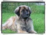 śliczny, Leonberger