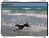 Biegnący, Doberman, Plaża