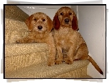 dwa, sodkie, Basset Fauve de Bretagne, schody