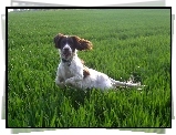 biegnący, Springer spaniel angielski