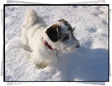 Sealyham Terrier, śnieg, czerwona, obroża