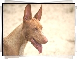 postawione, uszy, Pies faraona