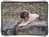 Mastif angielski, Mastiff, kamienie