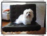 Coton de Tulear, fotel