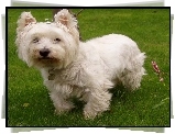 słodki, West Highland White Terrier