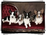 cztery, psy, Welsh corgi cardigan