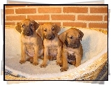 trzy, słodkie, szczeniaki, Rhodesian ridgeback