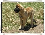 Szczeniak, Leonberger