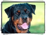 Pies, Rottweiler