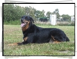 Beauceron