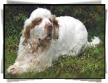 dorosły, Clumber spaniel, trawa