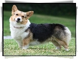 pyszczek, Welsh corgi pembroke