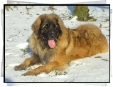 Leonberger