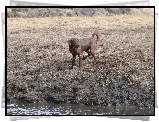 Mokry, Chesapeake Bay retriever