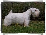 biały, Sealyham Terrier