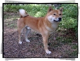 Shiba inu