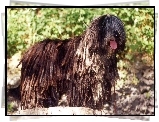 język, Bergamasco