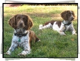 dwa, leżące, Springer spaniel angielski