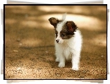 Szczeniak, Spaniel, Papillon