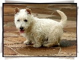 West Highland White Terrier