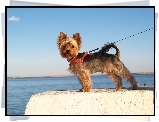 Piesek, Yorkshire Terrier, Smycz