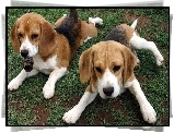 Dwa, Urocze, Psiaki, Beagle