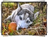 Błękitne, Oczy, Siberian Husky