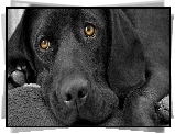 Czarny, Labrador, Retriever