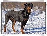 Śnieg, Obroża, Rottweiler