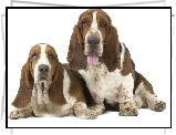 Dwa, Pieski, Basset Hound, Długie, Uszy