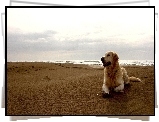 Pies, Golden Retriever, Plaża, Morze