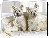 West, Highland, White, Terrier