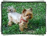 Yorkshire Terrier,
