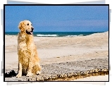 Pies, Plaża, Molo, Piasek