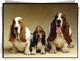 Psia, Rodzinka, Basset Hound