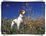 Brittani Spaniel, Łąka