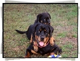 Dwa, Rottweilery