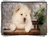 Znudzony, Chow Chow