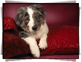 Owczarek australijski-australian shepherd