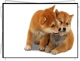 Shiba Inu, Dwa, Szczeniaki