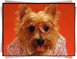 Pies, Koszulka, Okulary, Yorkshire Terrier